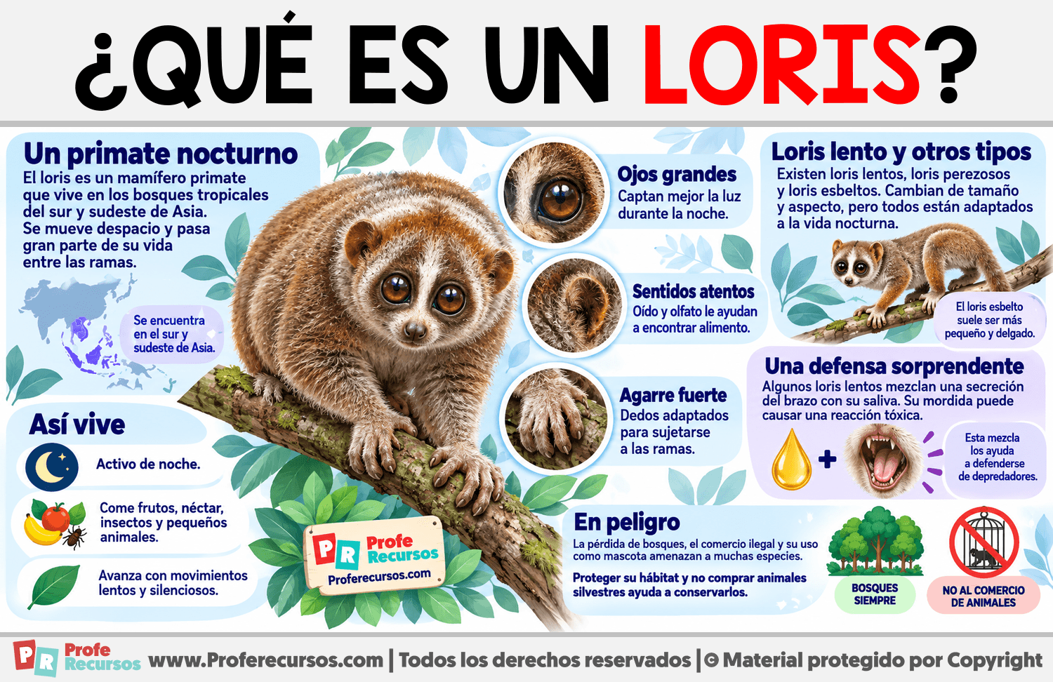 ¿Qué es un Loris? Infografia sobre ¿Qué es un Loris?