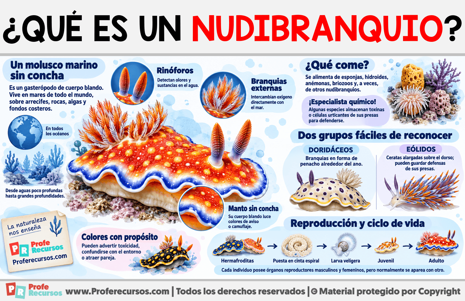 ¿Qué es un Nudibranquio? Infografia sobre ¿Qué es un Nudibranquio?