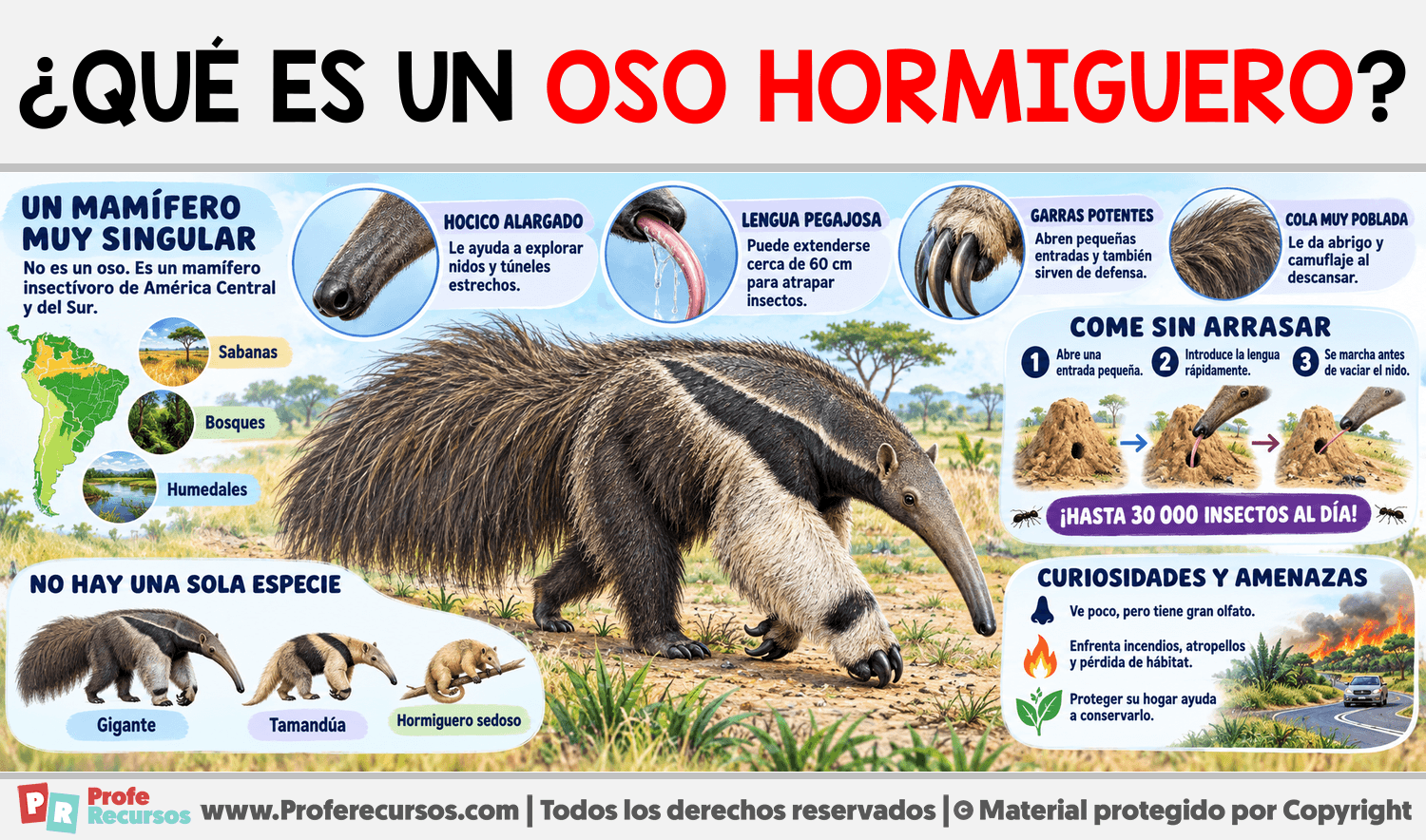 ¿Qué es un Oso Hormiguero? Infografia sobre ¿Qué es un Oso Hormiguero?