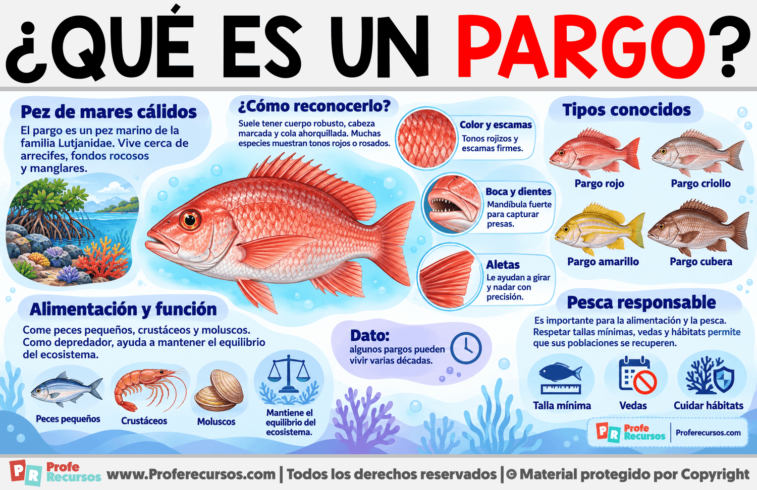 ¿Qué es un Pargo? Infografia sobre ¿Qué es un Pargo?