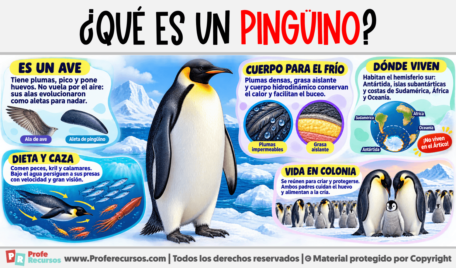 ¿Qué es un Pingüino? Infografia sobre ¿Qué es un Pingüino?
