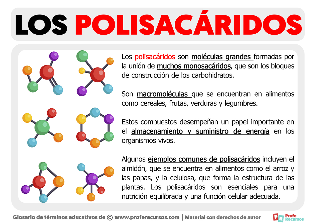 Qué Es Un Polisacárido Definición De Polisacárido