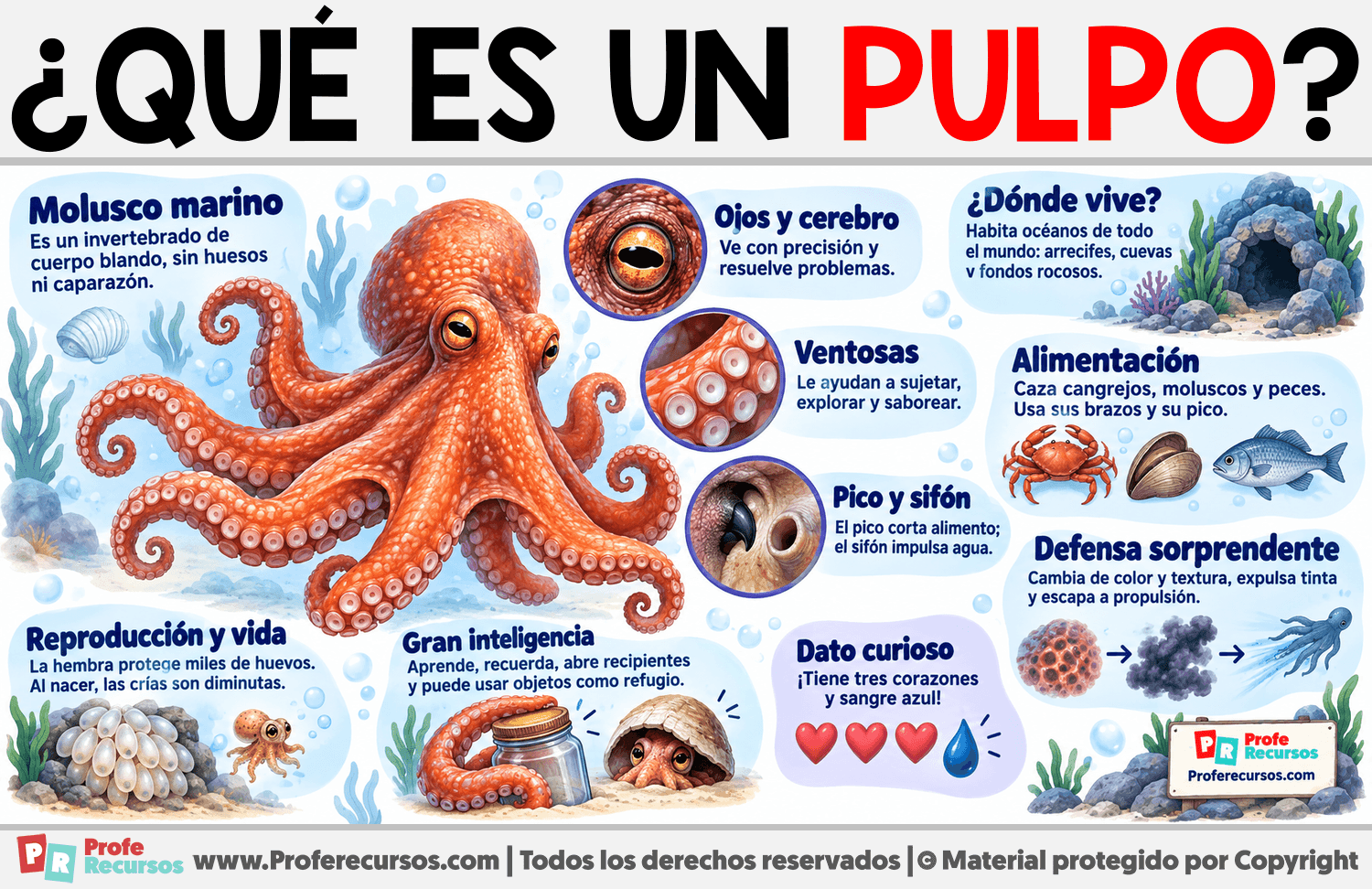 ¿Qué es un Pulpo? Infografia sobre ¿Qué es un Pulpo?