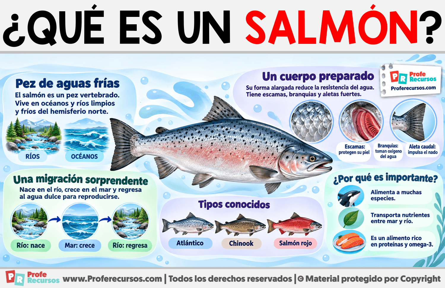 ¿Qué es un Salmón? Infografia sobre ¿Qué es un Salmón?