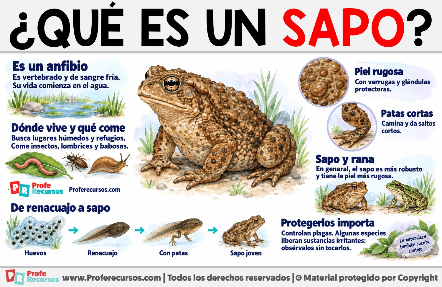 ¿Qué es un Sapo? Infografia sobre ¿Qué es un Sapo?