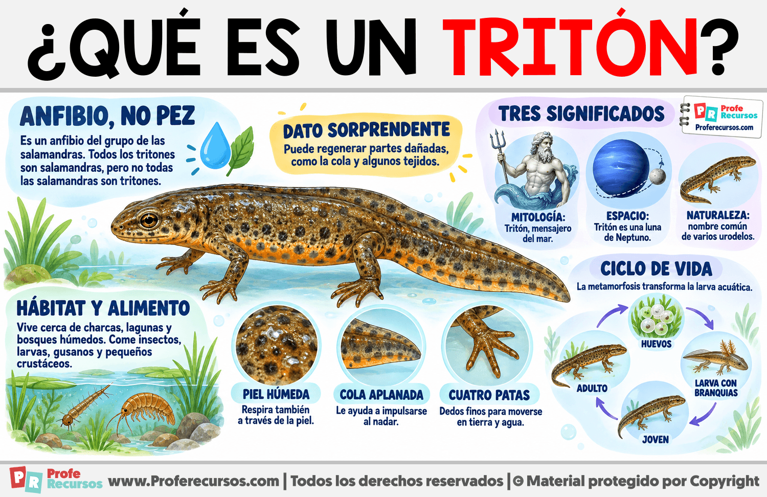 ¿Qué es un Tritón? Infografia sobre ¿Qué es un Tritón?