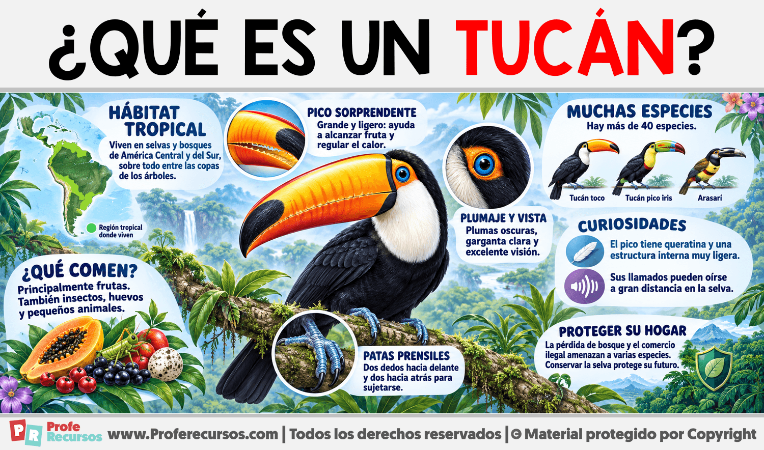 ¿Qué es un Tucán? Infografia sobre ¿Qué es un Tucán?