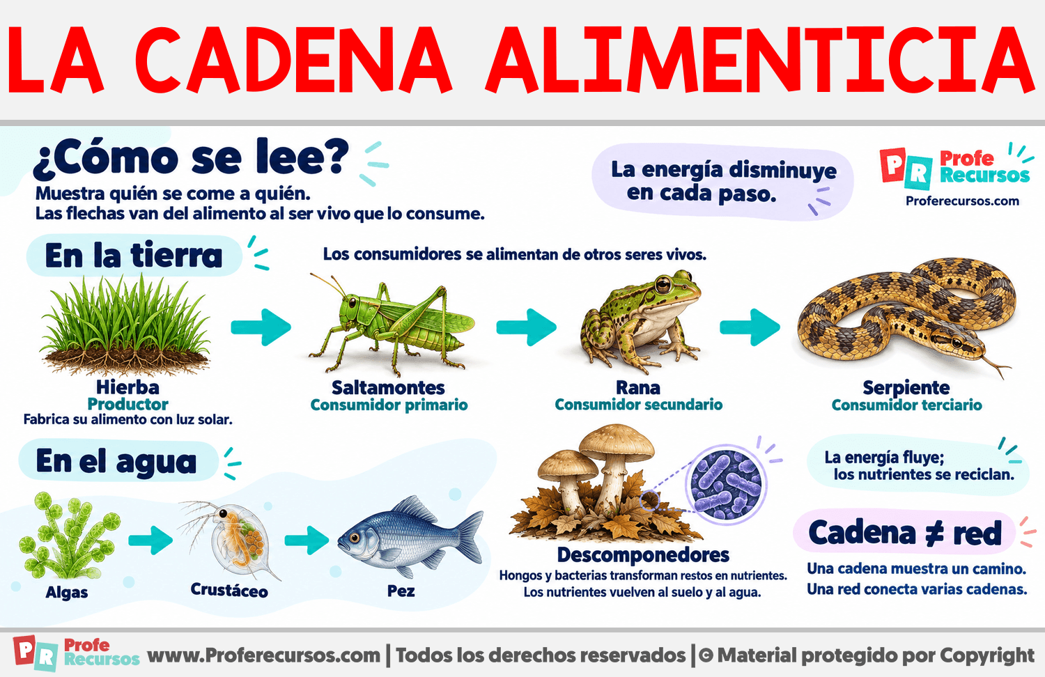 ¿Qué es una cadena alimenticia? Infografia sobre ¿Qué es una cadena alimenticia?