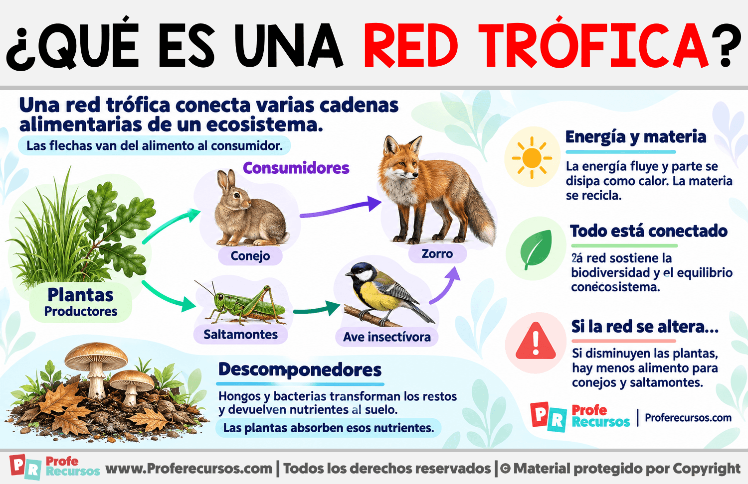 ¿Qué es una Red Trófica? Infografia sobre ¿Qué es una Red Trófica?