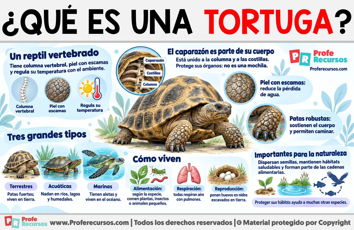 ¿Qué es una Tortuga? Infografia sobre ¿Qué es una Tortuga?