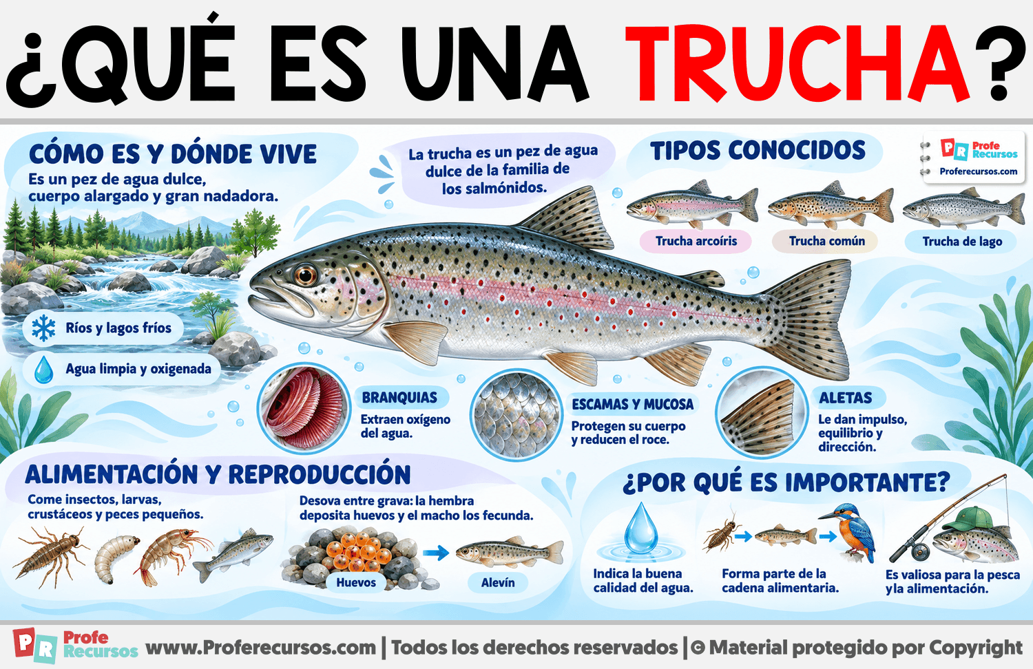 ¿Qué es una Trucha? Infografia sobre ¿Qué es una Trucha?