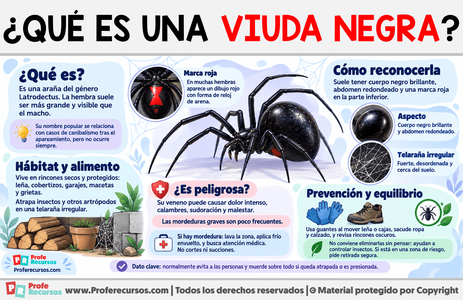 ¿Qué es una Viuda Negra? Infografia sobre ¿Qué es una Viuda Negra?