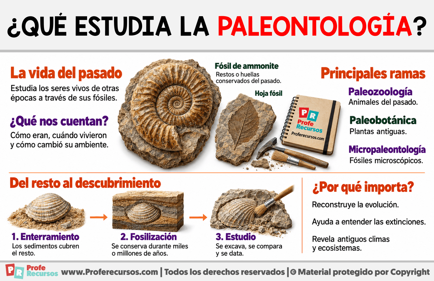 ¿Qué estudia la paleontología? Infografia sobre ¿Qué estudia la paleontología?