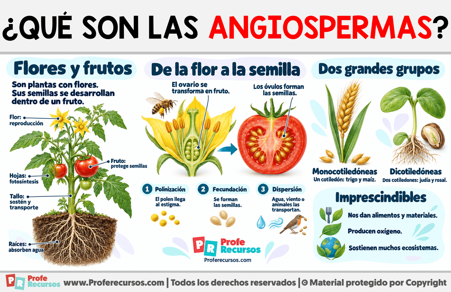 ¿Qué son las angiospermas? Infografia sobre ¿Qué son las angiospermas?