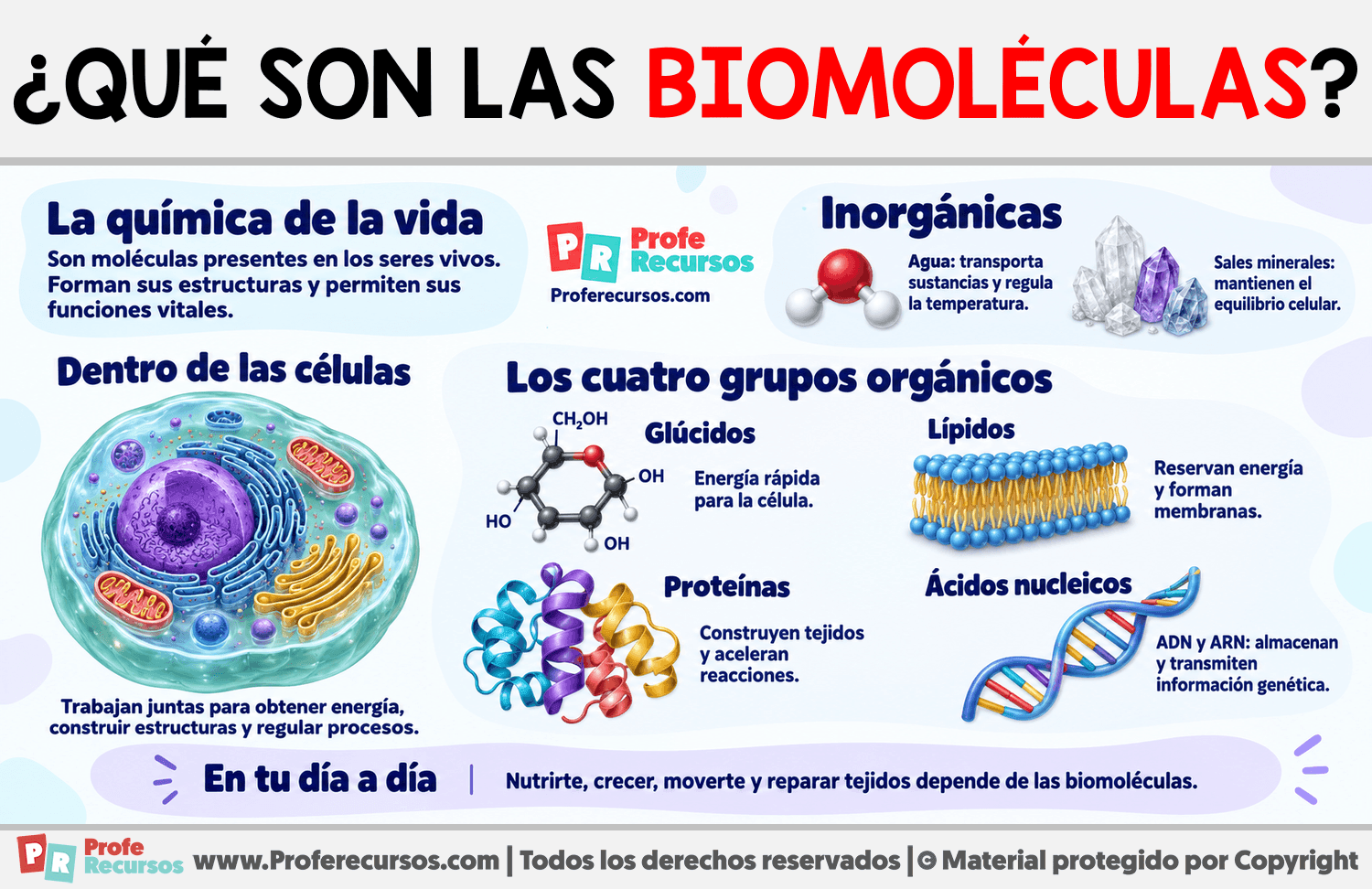 ¿Qué son las biomoléculas? Infografia sobre ¿Qué son las biomoléculas?