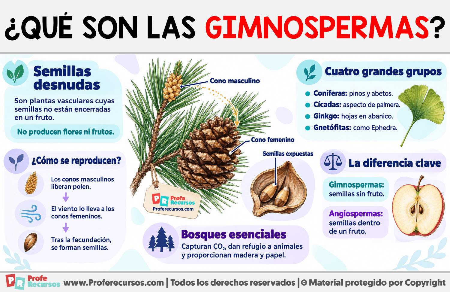 ¿Qué son las gimnospermas? Infografia sobre ¿Qué son las gimnospermas?