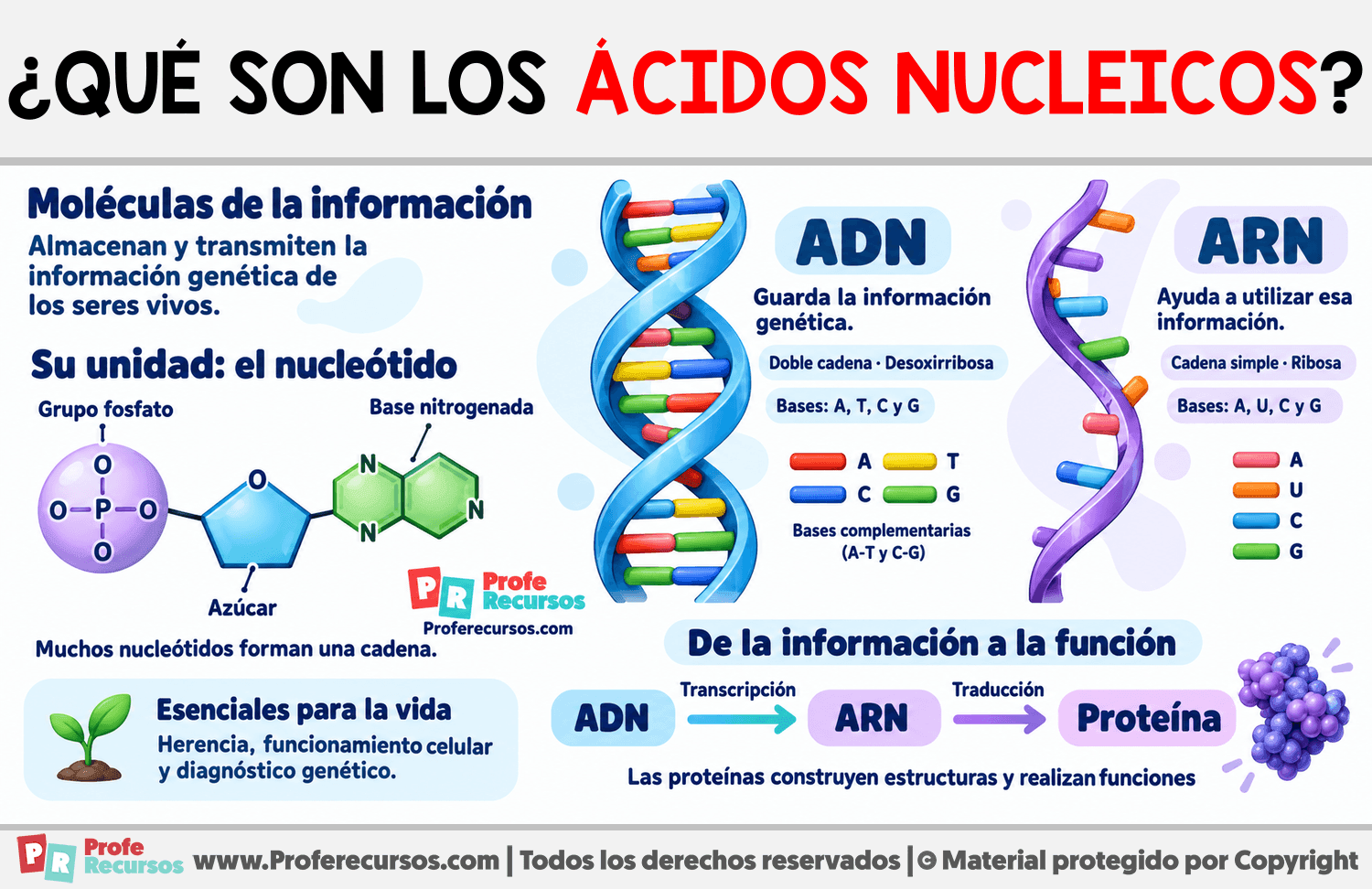 ¿Qué son los ácidos nucleicos? Infografia sobre ¿Qué son los ácidos nucleicos?