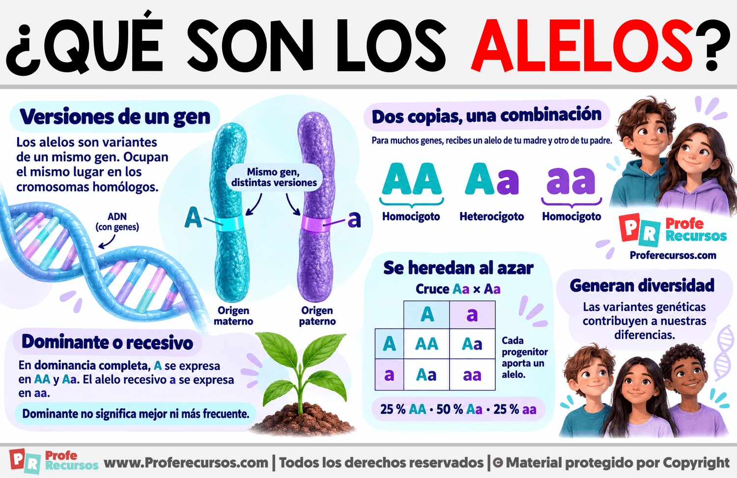 ¿Qué son los alelos? Infografia sobre ¿Qué son los alelos?