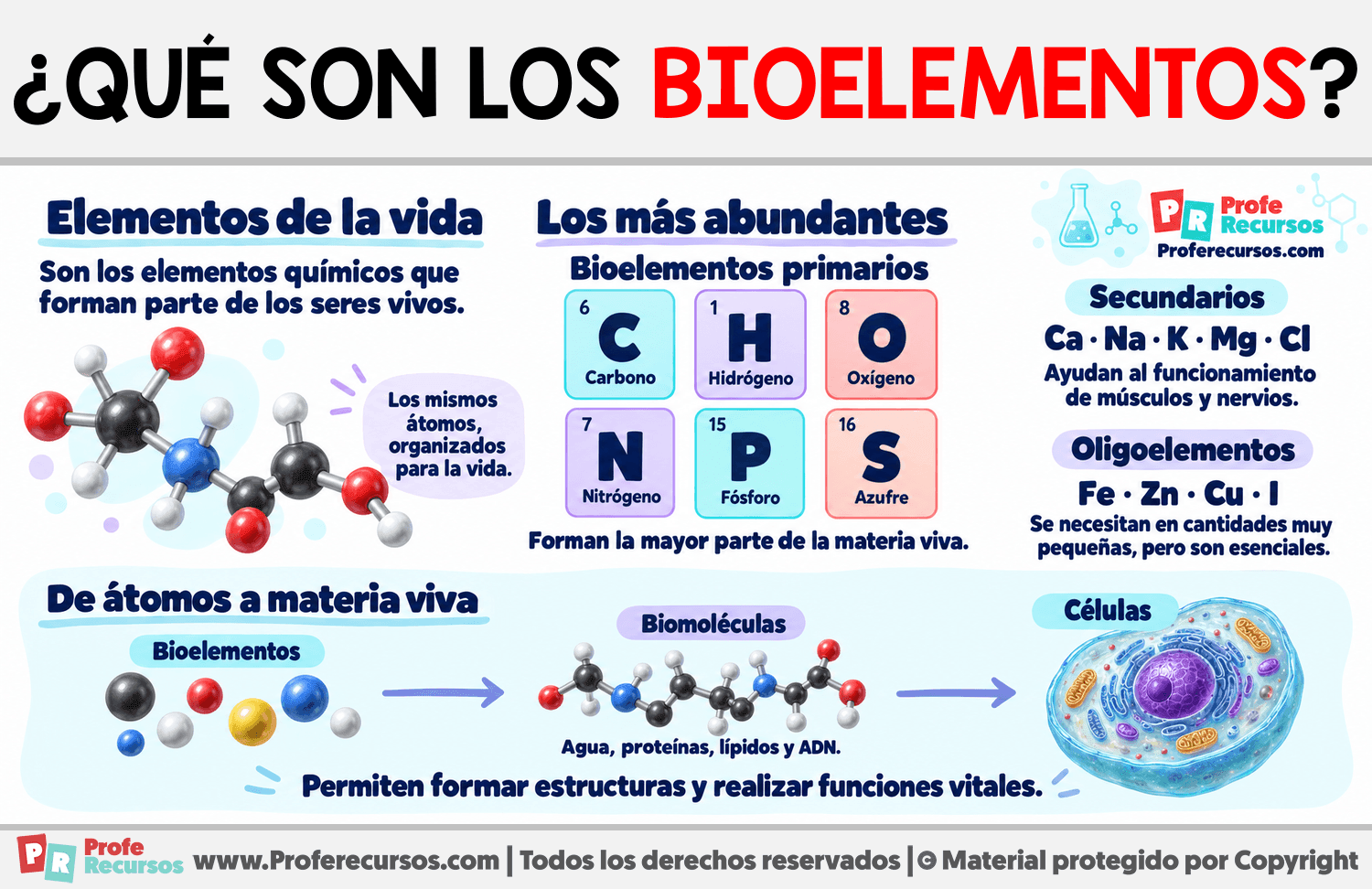 ¿Qué son los bioelementos? Infografia sobre ¿Qué son los bioelementos?