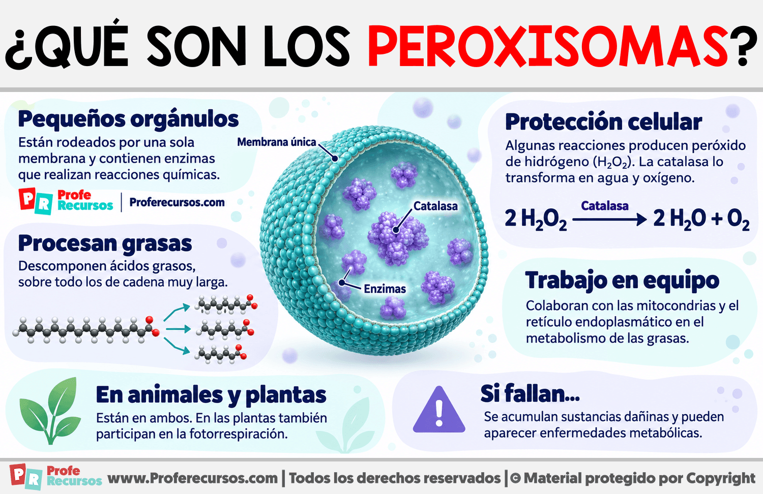 ¿Qué son los peroxisomas? Infografia sobre ¿Qué son los peroxisomas?