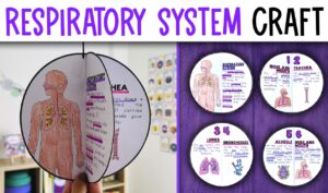 Respiratory system activity craft