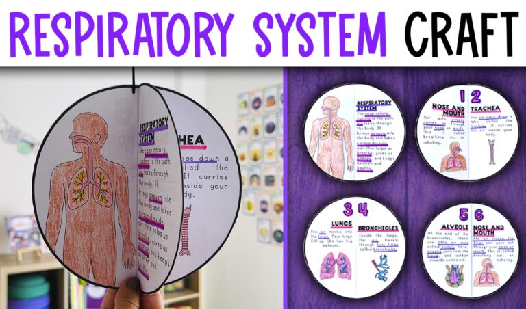 Respiratory system activity craft