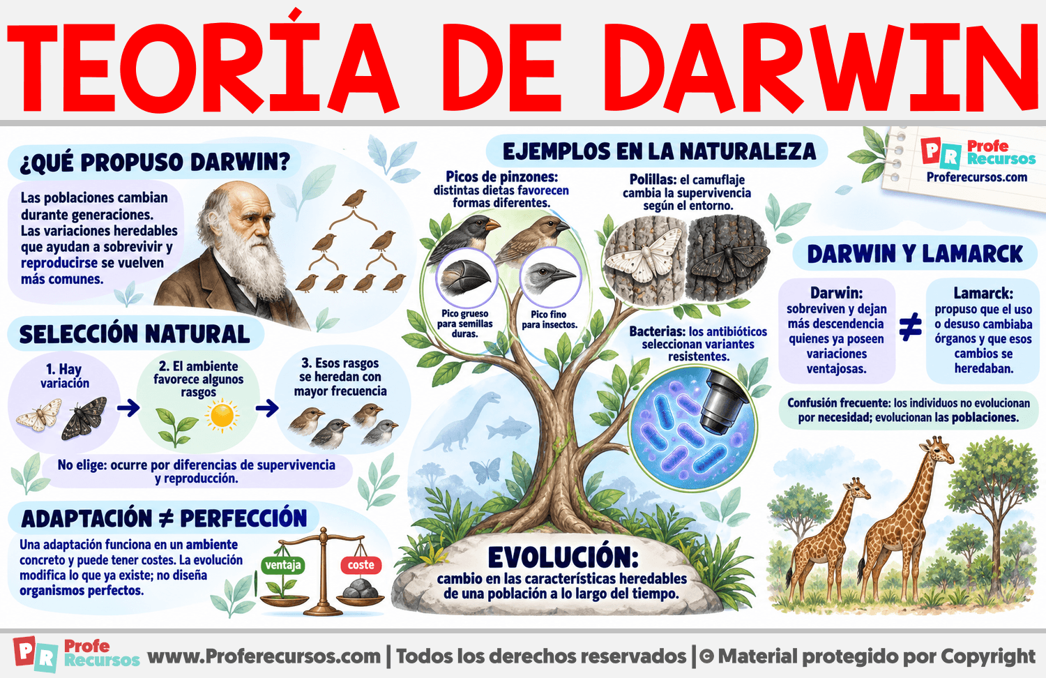 Teoría de Darwin Infografia sobre Teoría de Darwin