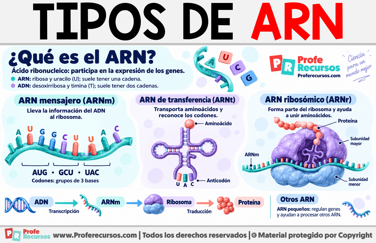 Tipo de ARN Infografia sobre Tipo de ARN