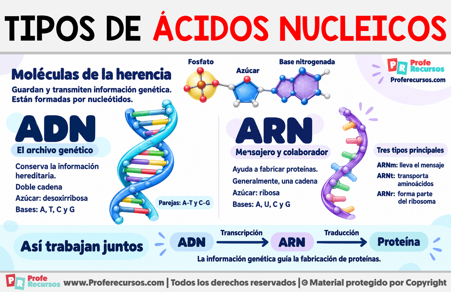 Tipos de ácidos nucleicos Infografia sobre Tipos de ácidos nucleicos