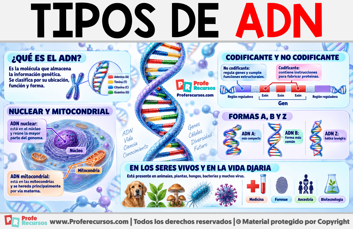 Tipos de ADN Infografia sobre Tipos de ADN