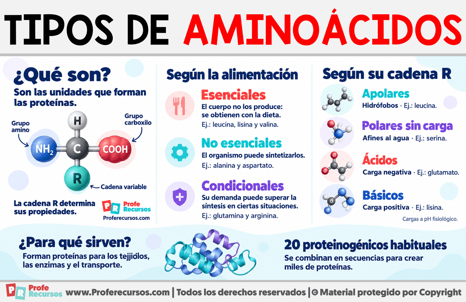 Tipos de aminoácidos Infografia sobre Tipos de aminoácidos