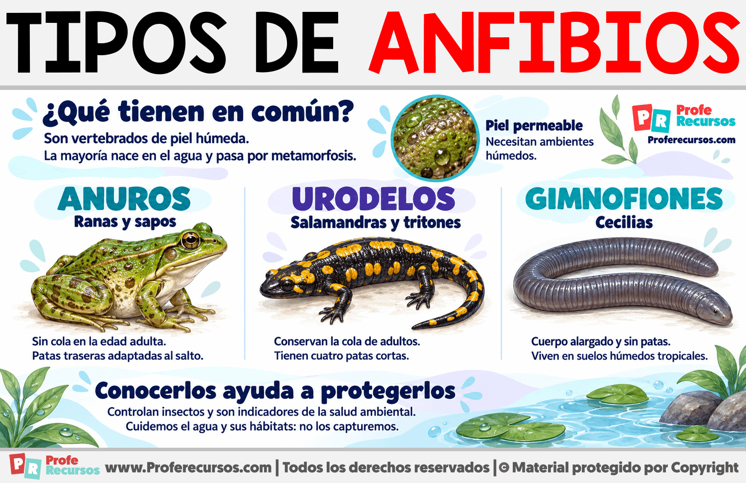 Tipos de anfibios Infografia sobre Tipos de anfibios