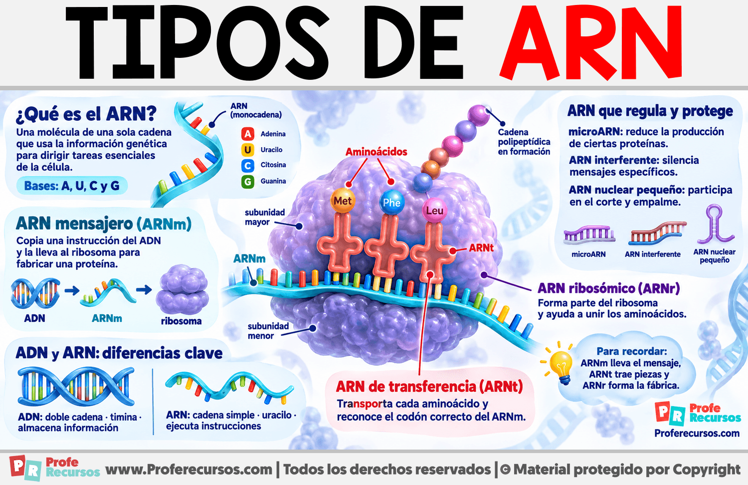 Tipos de ARN Infografia sobre Tipos de ARN