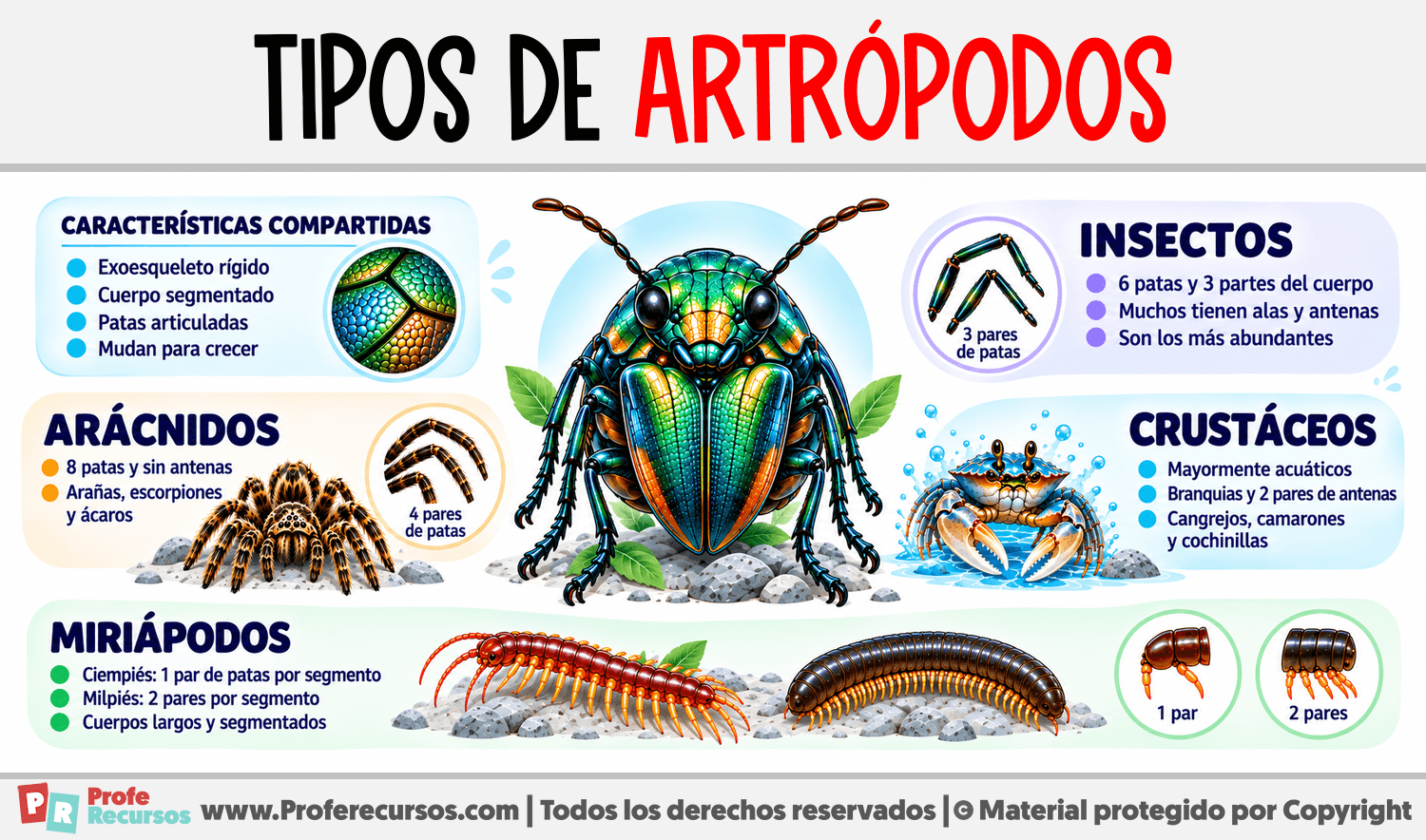 Tipos de Artrópodos Infografia sobre Tipos de Artrópodos