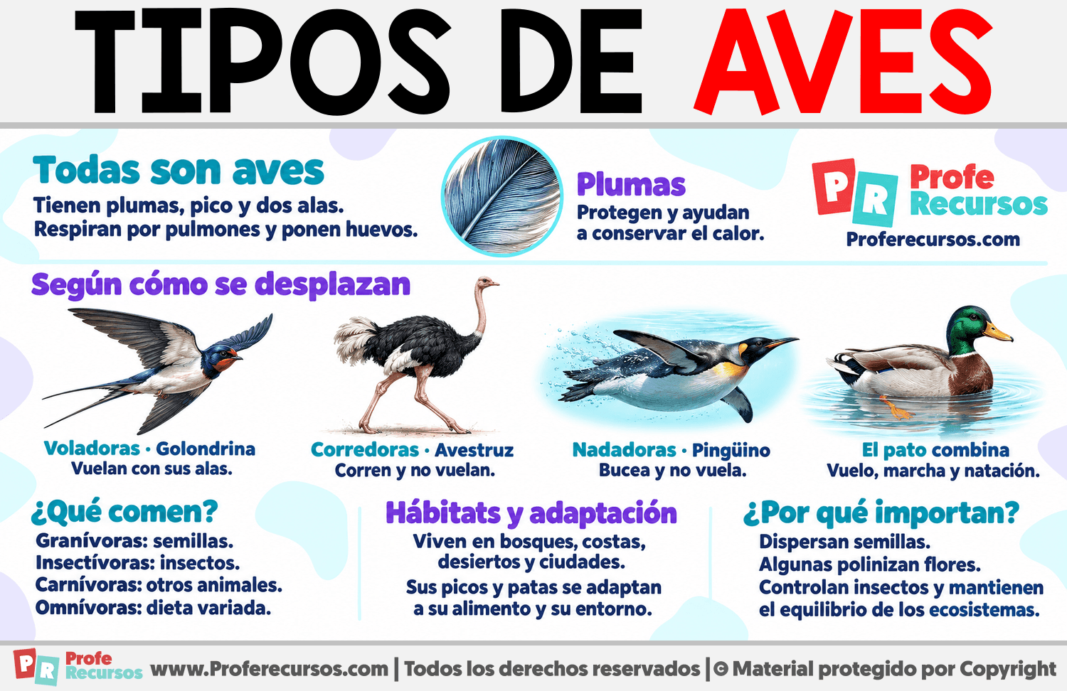 Tipos de aves Infografia sobre Tipos de aves
