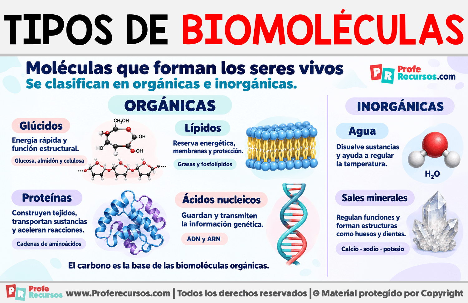 Tipos de biomoléculas Infografia sobre Tipos de biomoléculas