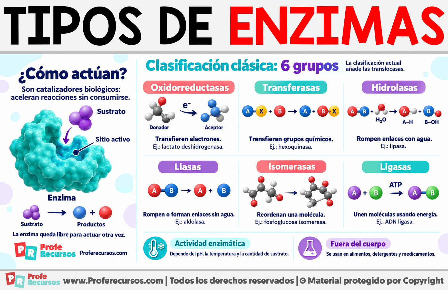 Tipos de enzimas Infografia sobre Tipos de enzimas