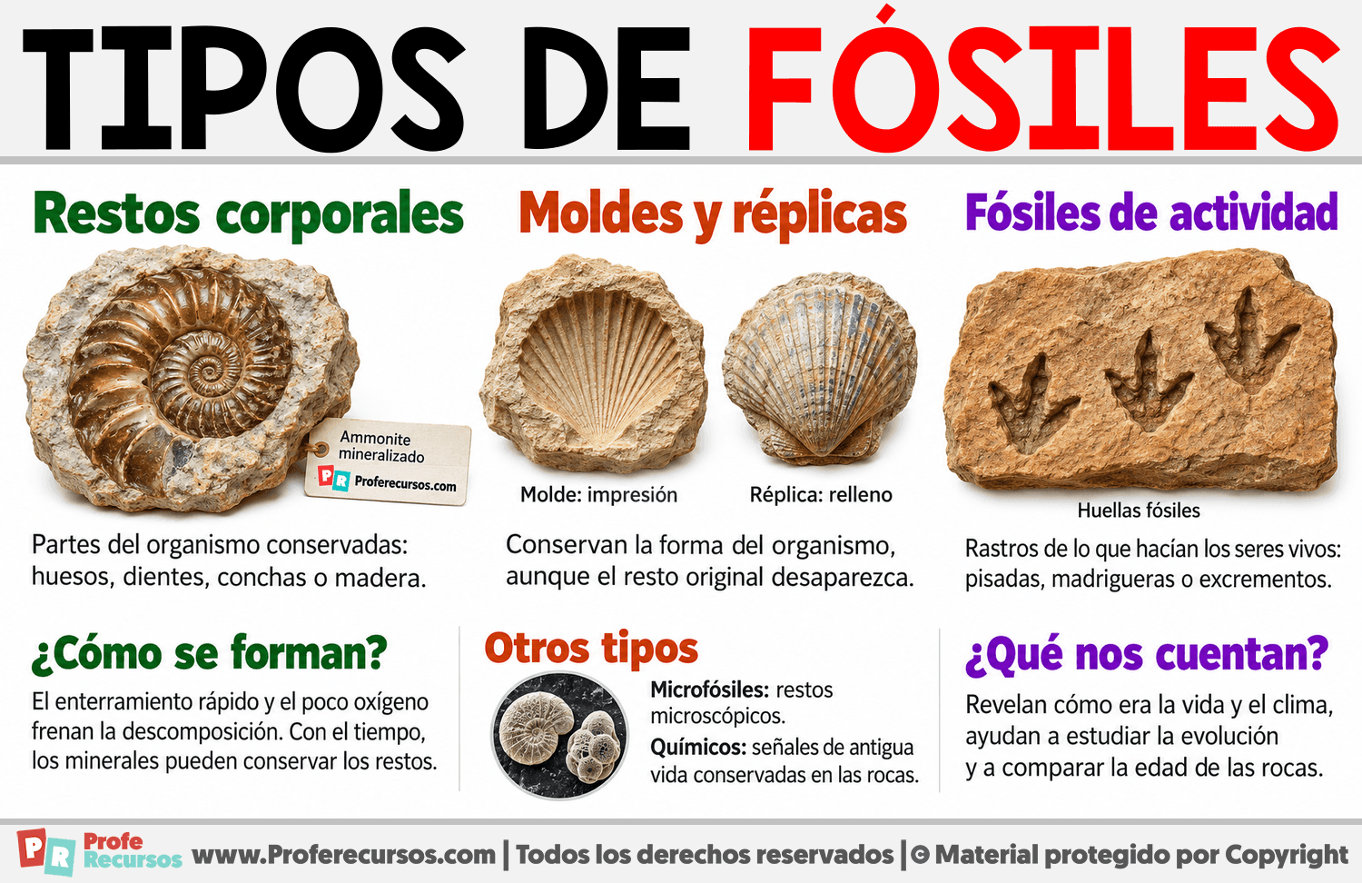 Tipos de fósiles Infografia sobre Tipos de fósiles