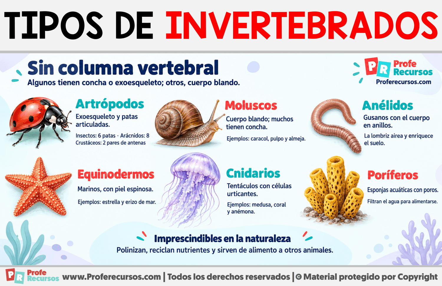 Tipos de invertebrados Infografia sobre Tipos de invertebrados