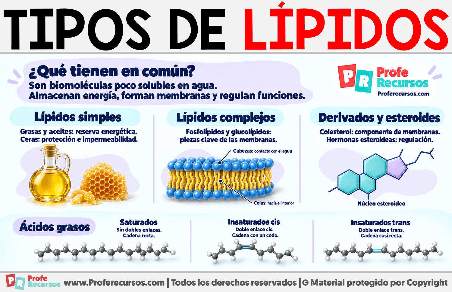 Tipos de lípidos Infografia sobre Tipos de lípidos