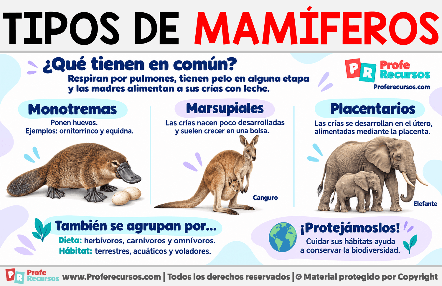 Tipos de mamíferos Infografia sobre Tipos de mamíferos