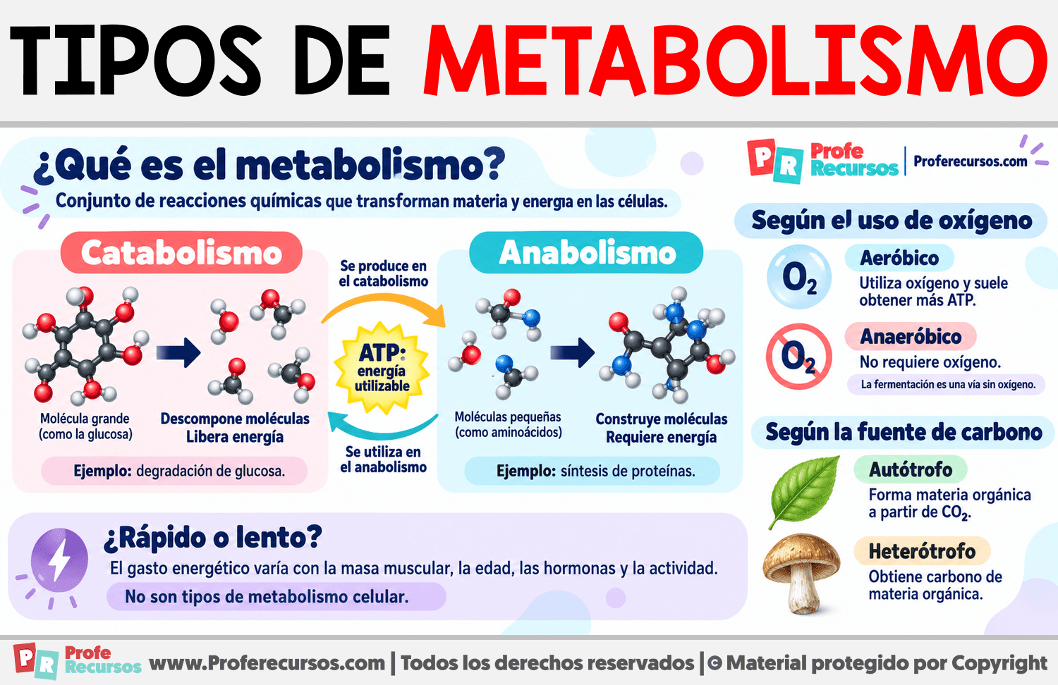 Tipos de metabolismo Infografia sobre Tipos de metabolismo