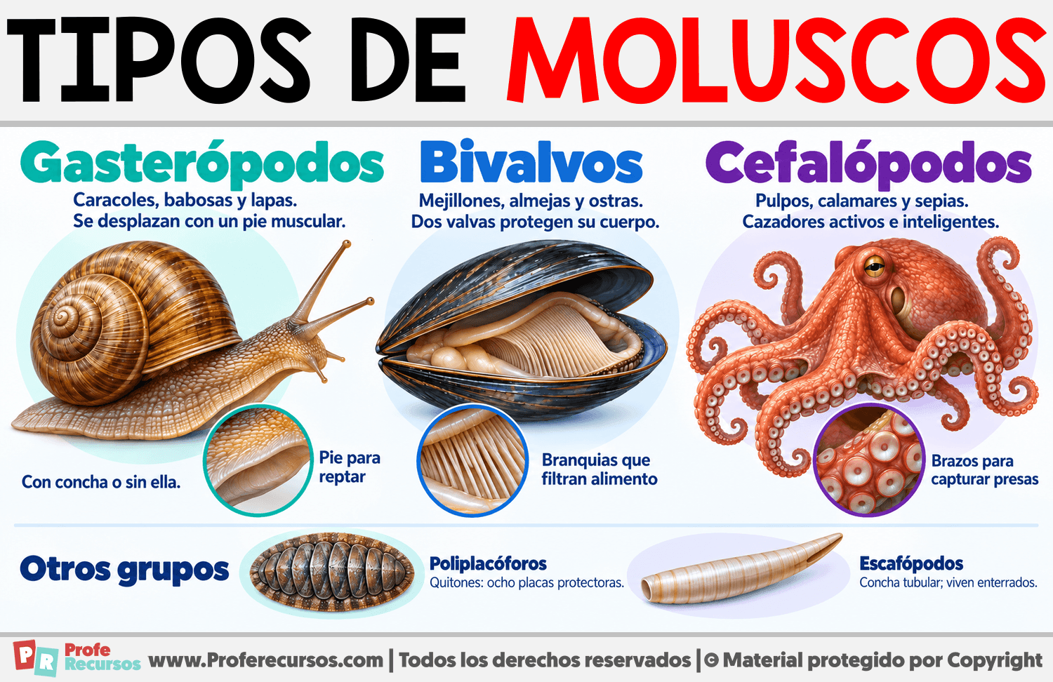 Tipos de moluscos Infografia sobre Tipos de moluscos