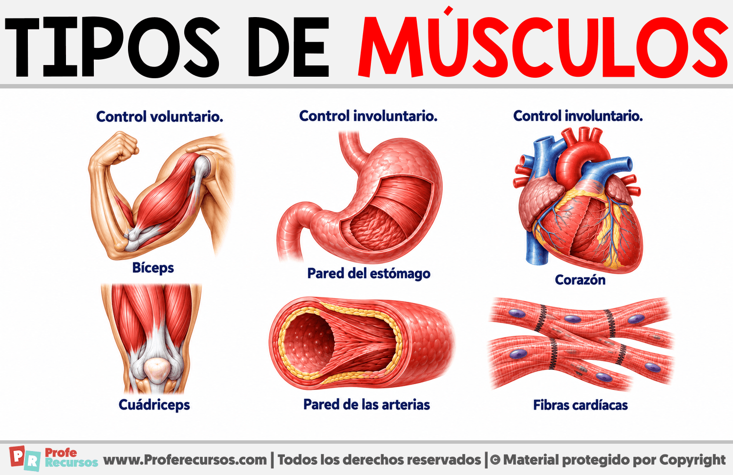 Tipos de Músculos Infografia sobre Tipos de Músculos