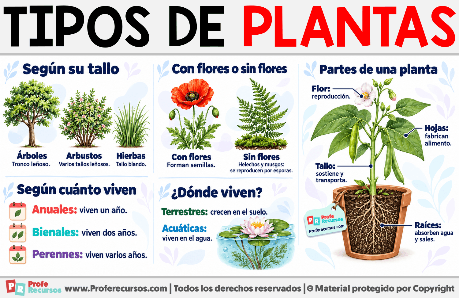 Tipos de plantas Infografia sobre Tipos de plantas