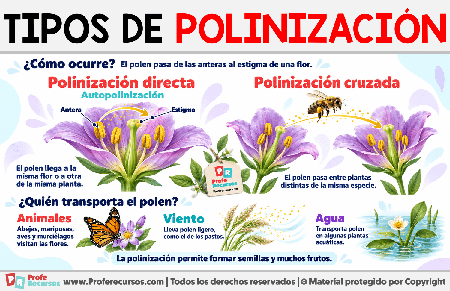 Tipos de polinización Infografia sobre Tipos de polinización