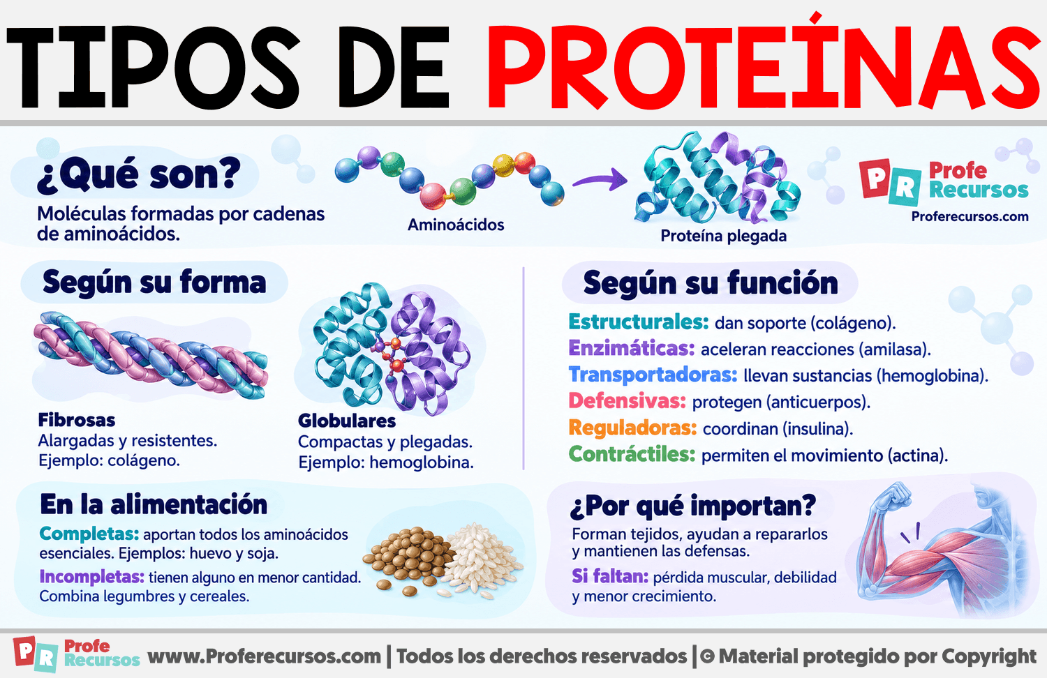 Tipos de proteínas Infografia sobre Tipos de proteínas