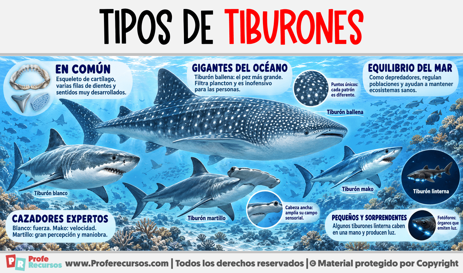 Tipos de Tiburones Infografia sobre Tipos de Tiburones