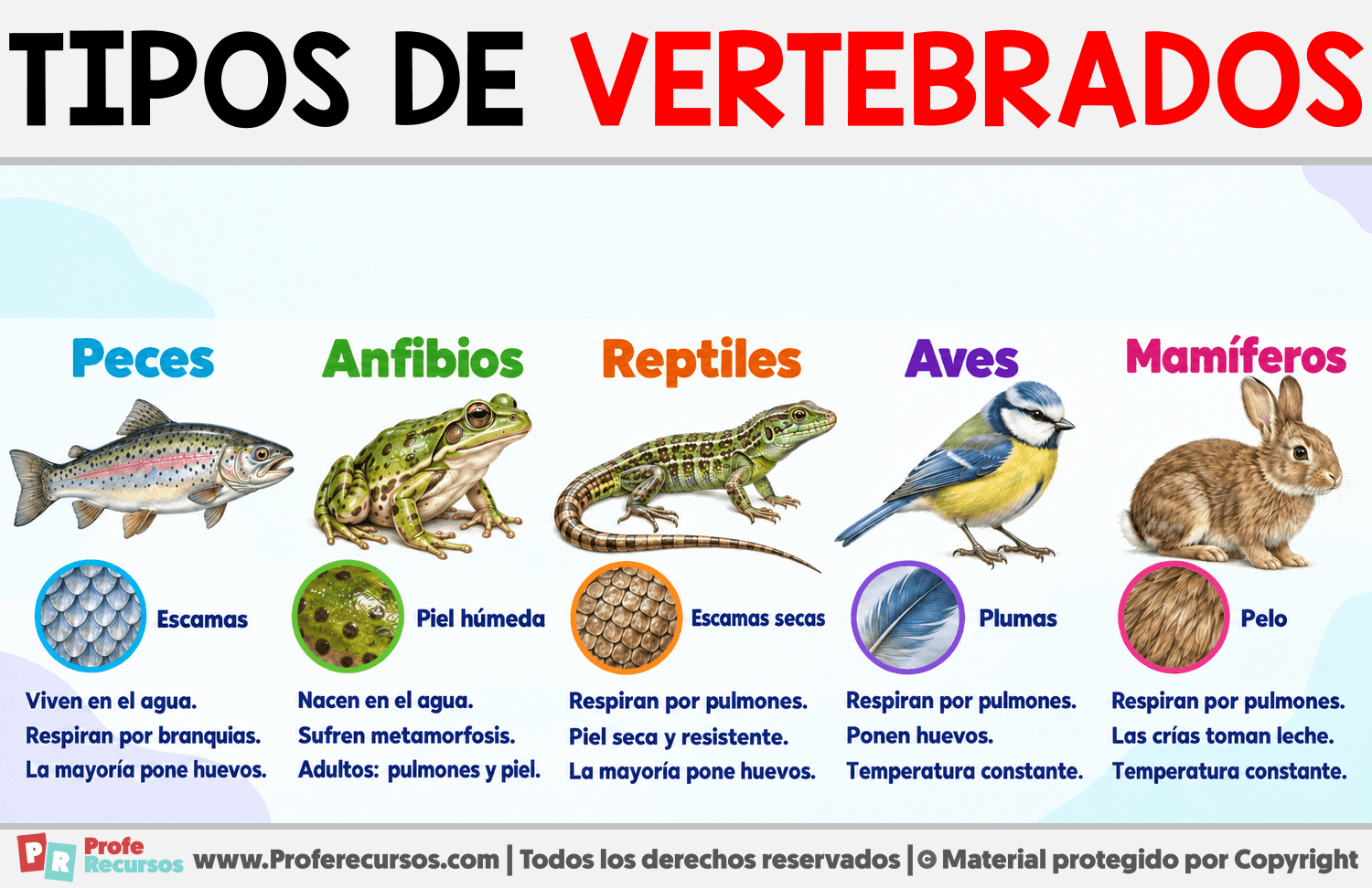 Tipos de vertebrados Infografia sobre Tipos de vertebrados