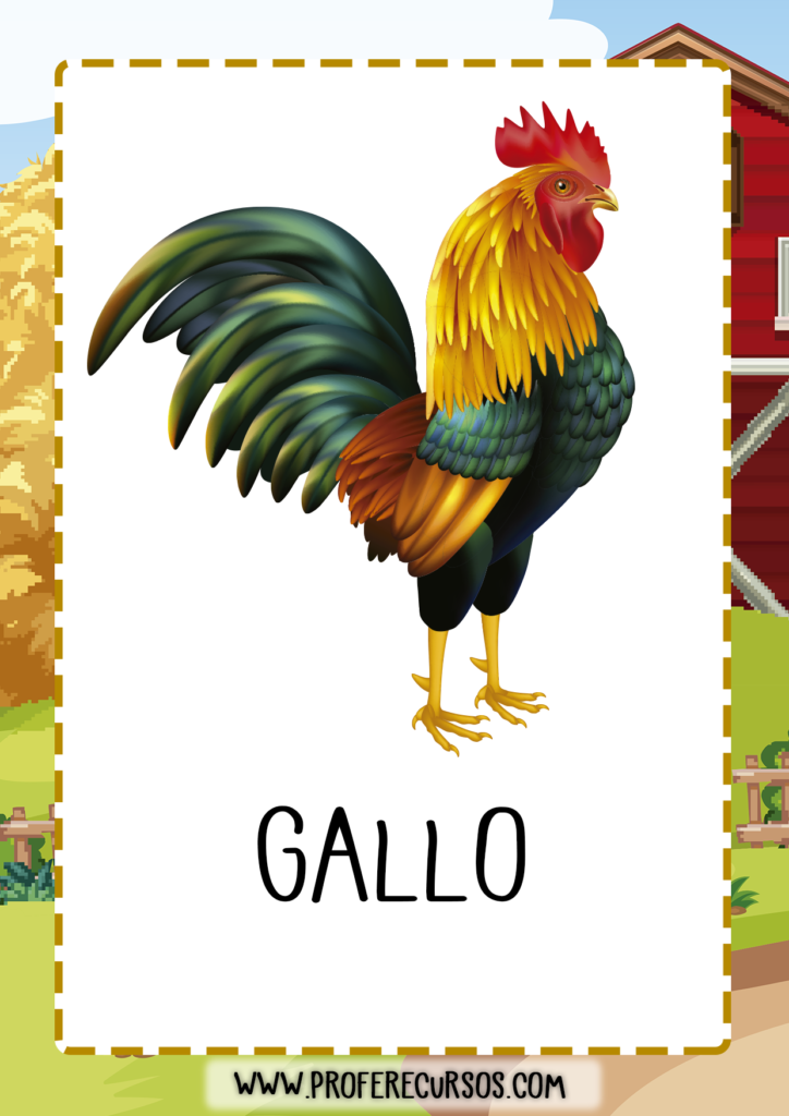 vocabulario_animales_granja_gallo